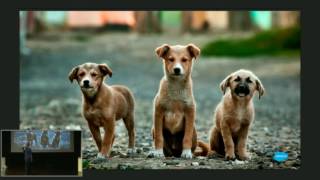 parker Mcgee | How We Dropped a Major Scaling Component and Scaled Better | devopsdays ATL 2016