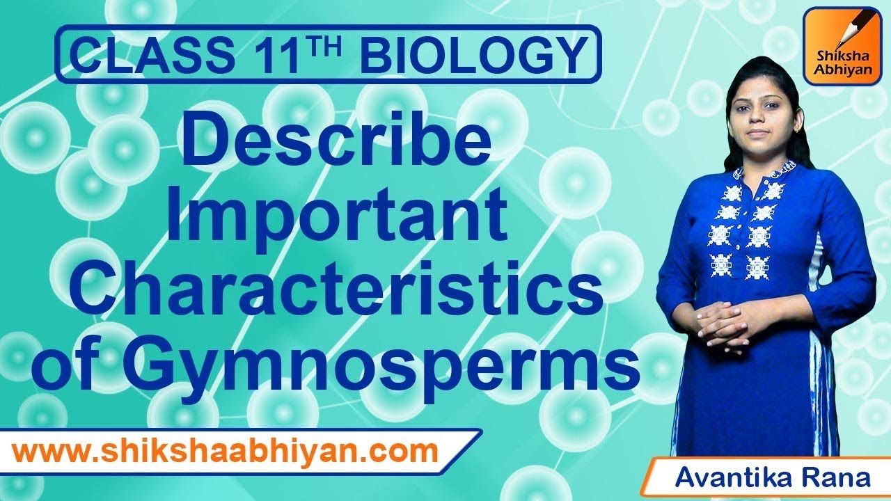 What are two key features of gymnosperms?