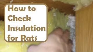 Check  Your Attic Insulation for Rodents: How to Inspect Your Attic for Signs of Rodents & Critters