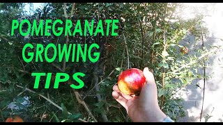 Pomegranate Growing Tips | Only Video You Need To Watch!