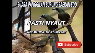 Download lagu suara asli murai papua mp3