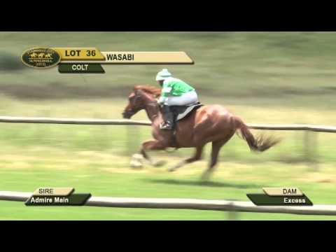 LOT 36 - WASABI (Admire Main - Excess) Colt