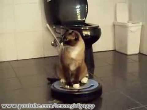 Cleaning Cat uses iRobot Roomba 560 Robotic Vacuum Cleaner