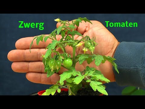 , title : 'Tomaten für den Balkon Zwergtomaten und anderes aus dem Garten'