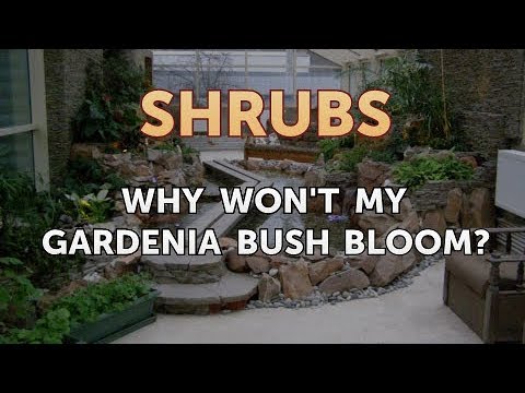 How to Prune a Bottlebrush Shrub