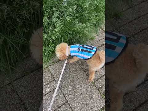 経営学科 トイプードル1歳　#toypoodle  #トイプードル