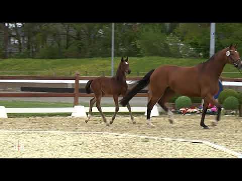 Geers, Conthargos-Lord Weingard-Corradino