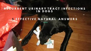 Dog Recurrent Urinary Tract Infections: 5 Effective Holistic Answers