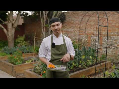 The Greyhound Garden Video