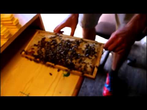 Poranek w pasiece Tomka Miodka