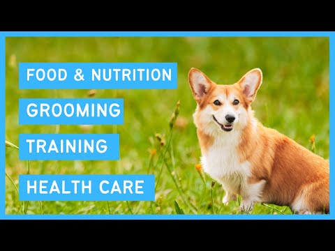 Pembroke Corgi 101 - Feeding, Grooming, Training & Health care of a Welsh Corgi