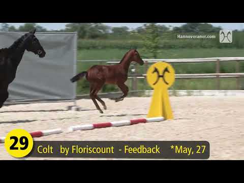 2. Breeder's Offer 2024 - September, 29th - No. 29 Florenzo by Floriscount - Feedback