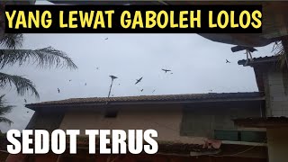 Download lagu HAMBUR Suara Panggil Walet di RBW PRIBADI sedot terus anakan & BIRAHI Khusus SUBSCRIBERku mp3