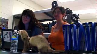 FERRET