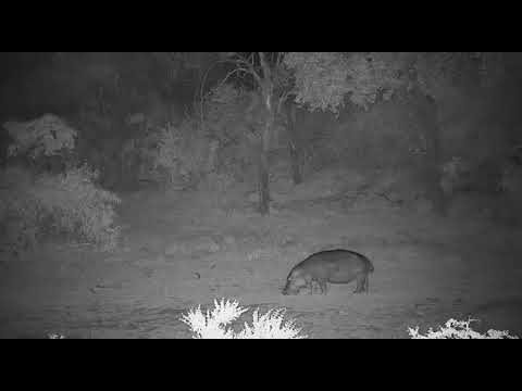 Djuma: Hippo leaving the dam after playing with stick - 18:54 - 11/04/20