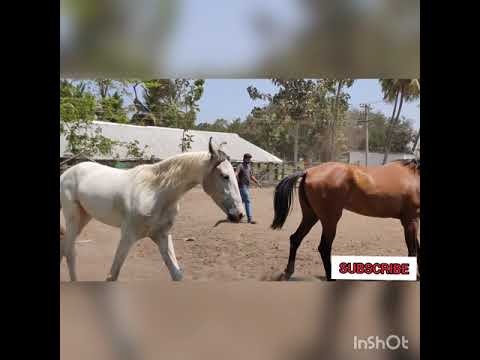 Wings of Clinton Anderson downunderhorsemanship
