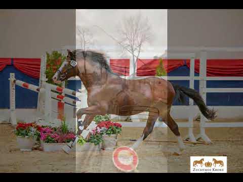 Gekörter Welsh B Hengst Tivoli III JK WE