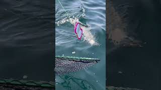 粘って結果の2匹目のコホサーモン、釣れて良かった😊 #シアトル #サーモン #釣り