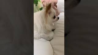 チワワのコロ
