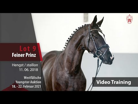 Youngster Auktion 18. - 22. Februar 2021 Training Lot 9 Feiner Prinz v. Floriscount - Don Crusador