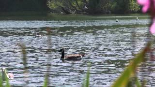 This duck is mental!