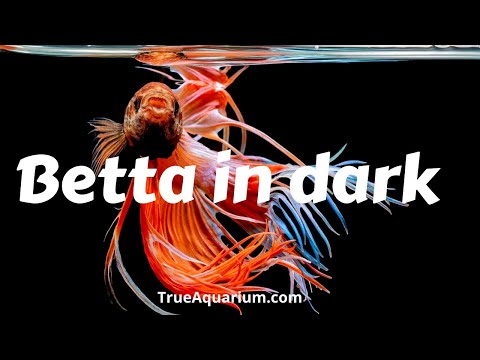 YouTube video about: Can fishes see in the dark?