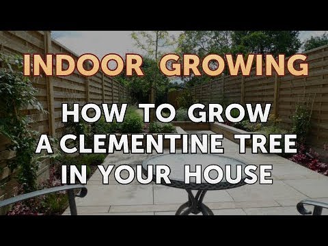 How to Regrow a Broken Aloe Leaf