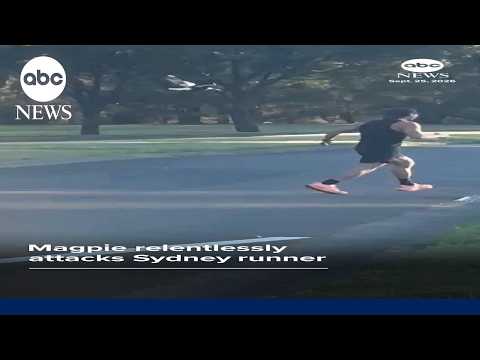 Magpie relentlessly attacks Syndey jogger