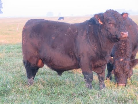Cabaña San Roman - Rauch - Toros Remate 24/09/2019