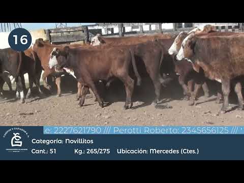 Lote Novillitos - Mercedes Ctes