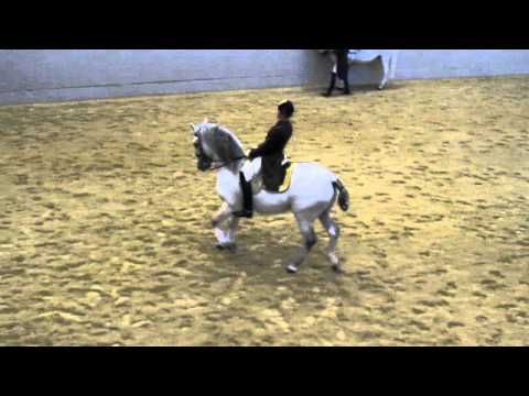 'Spanische Hofreitschule' Capriole