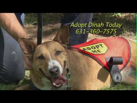 Dinah, an adopted Bull Terrier & Corgi Mix in Smithtown, NY_image-1
