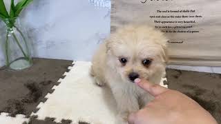 ハーフ犬の動画01