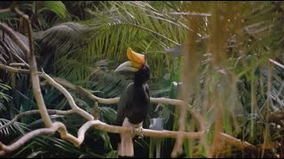 Tropical Rainforest - Wild Animal Documentary  - National Geographic