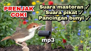 Download lagu mp3 PRENJAK COKI suara masteran, pikat dan pancingan bunyi paling keren mp3 Download lagu mp3 PRENJAK COKI suara masteran, pikat dan pancingan bunyi paling keren mp3