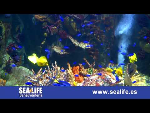 Descubre los misterios del mundo marino con SEA LIFE Benalmádena.