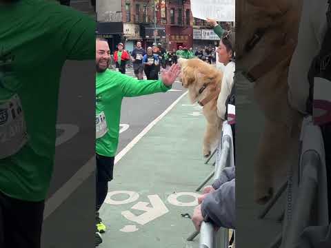 Un Golden retriever fait un bras d'honneur aux coureurs du marathon de New York !