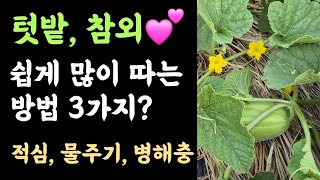 텃밭, 참외???? 많이 따는 방법 3가지????? 적심, 물주기, 병해충 방제????