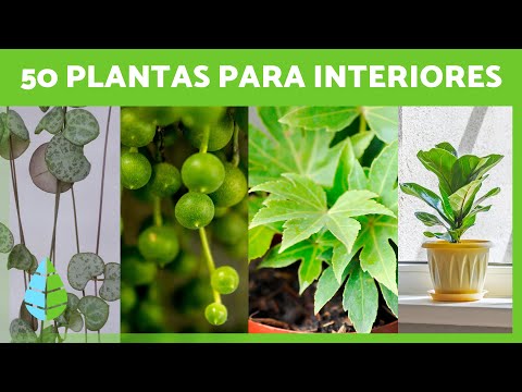 , title : '50 PLANTAS de INTERIOR Resistentes y Fáciles de Cuidar 🌵🌼  (Nombres y Cuidados)'