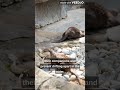 Otters “hold hands” while sleeping, so they don't float away from each other #youtube#video#trending