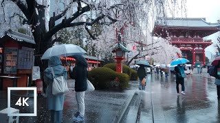 Rainy Day, Cherry Blossoms Walk in Asakusa, Tokyo, Japan, Sensō-ji 4k ASMR