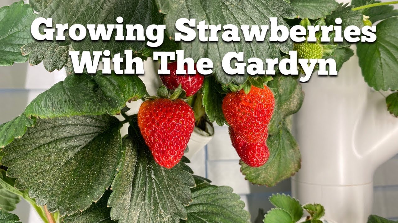 Growing Strawberries with the Gardyn