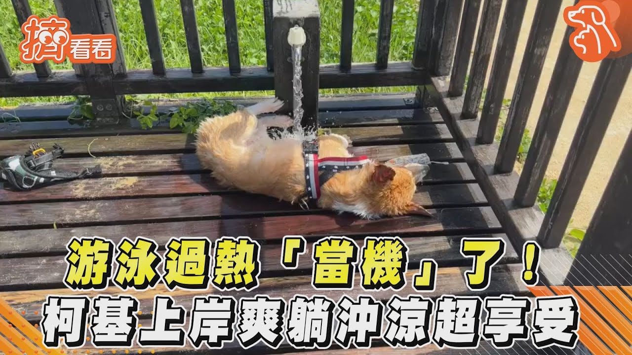 游泳過熱「當機」了! 柯基上岸爽躺沖涼超享受