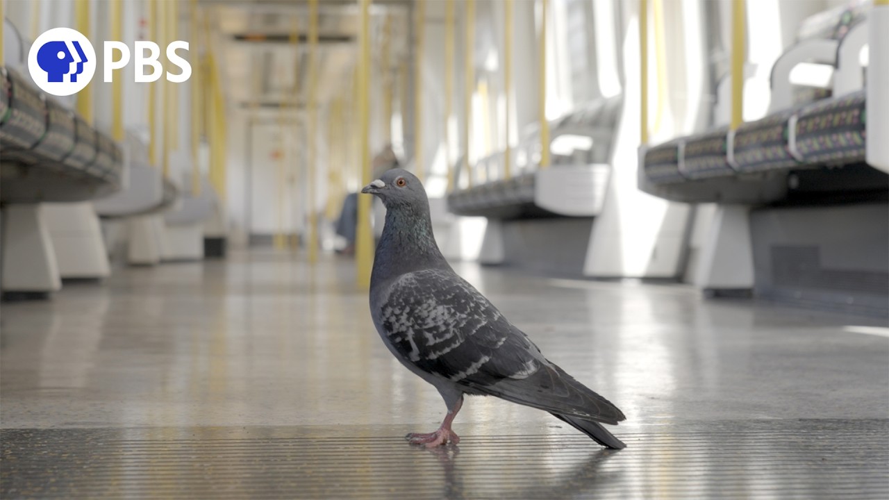 Filming Pigeons in Two of the World’s Busiest Cities