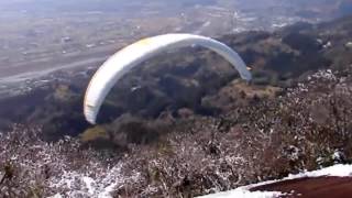 faze tari decolare in copaci