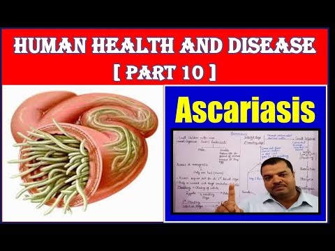 milyen betegségeket okoz az emberi ascaris)