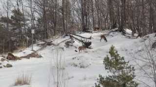 preview picture of video 'White-Tailed Deer in Grand Haven, MI'