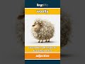 woolly - covered in soft, thick, or... video thumbnail