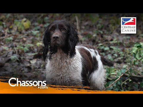 Why choose a springer spaniel for hunting?