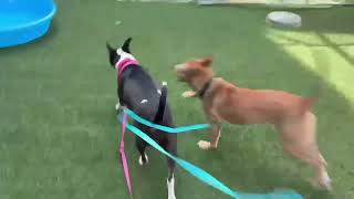 Video preview image #1 Labrador Retriever-Unknown Mix Puppy For Sale in Doylestown, PA, USA